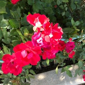 Meet your Posher, Maybelline